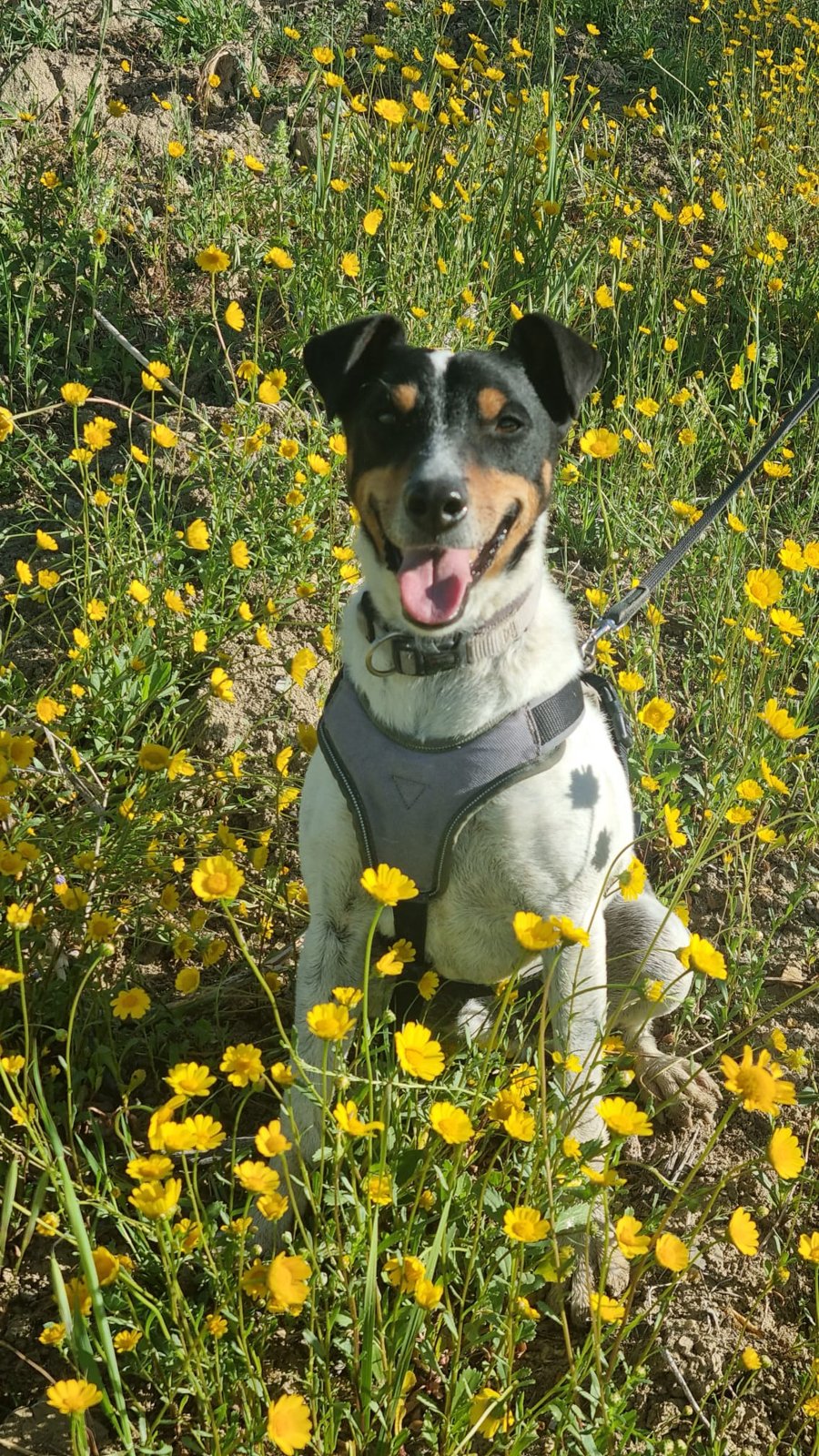 Turon, Hund aus dem Tierschutz