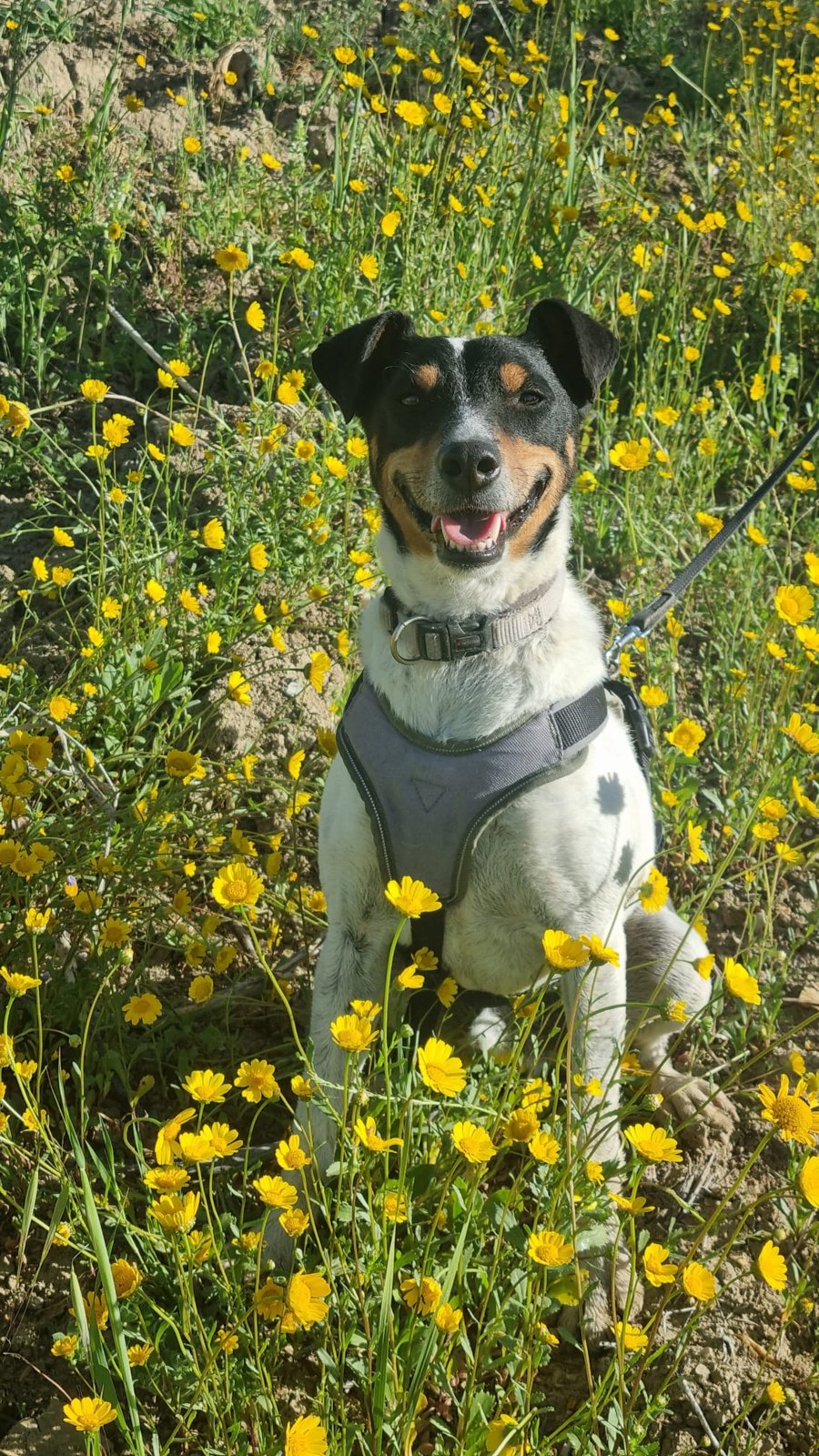 Turon, Hund aus dem Tierschutz