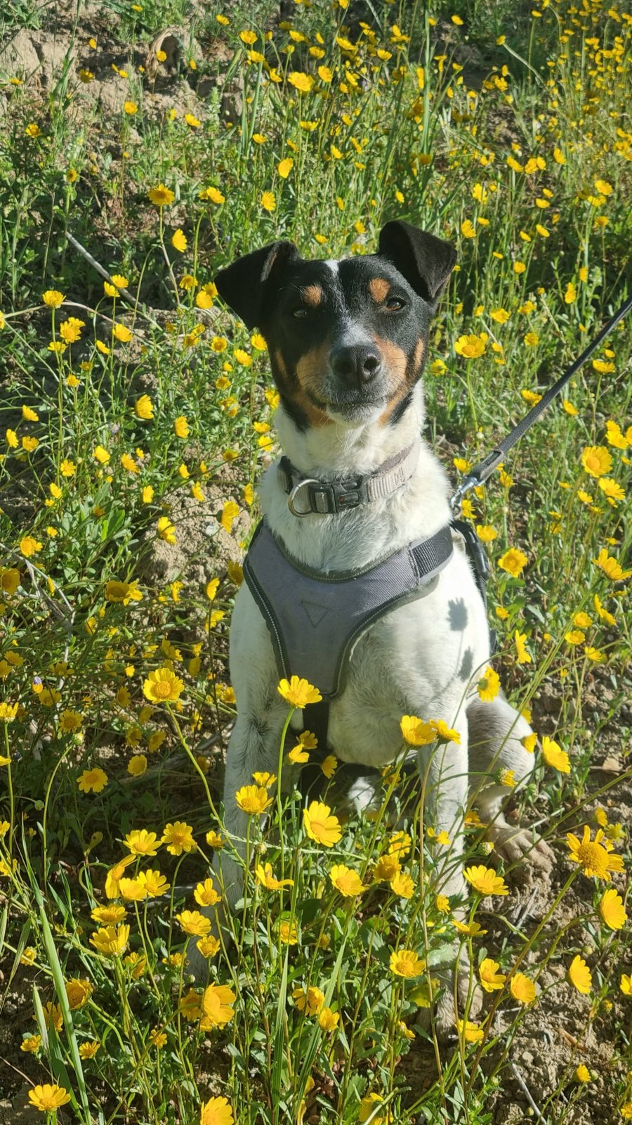 Turon, Hund aus dem Tierschutz
