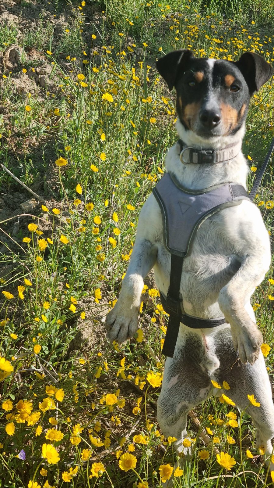 Turon, Hund aus dem Tierschutz