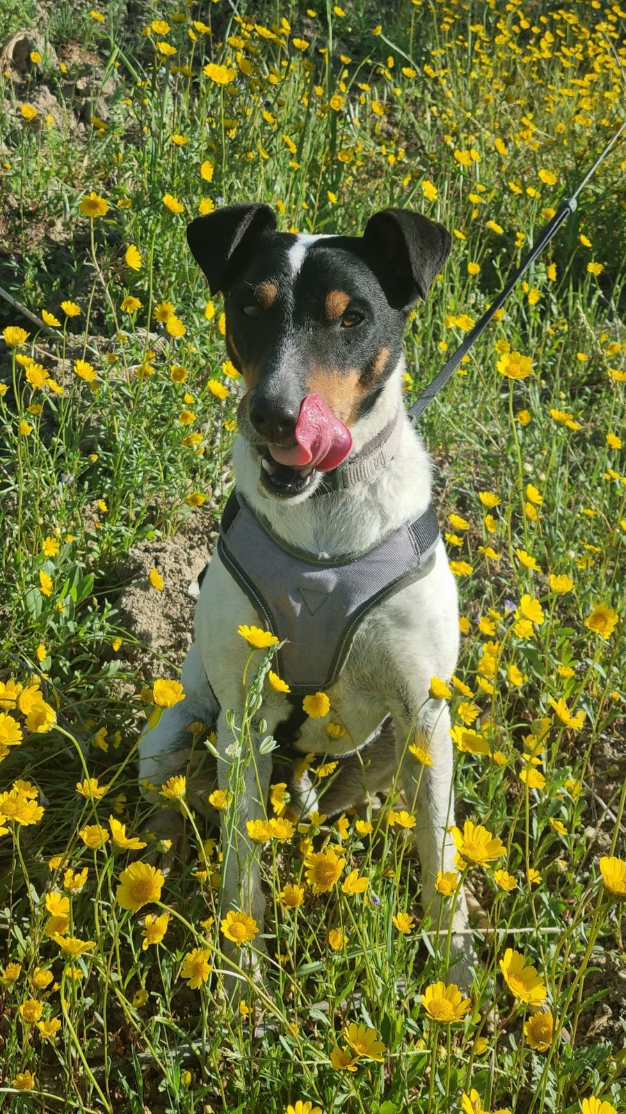 Turon, Hund aus dem Tierschutz