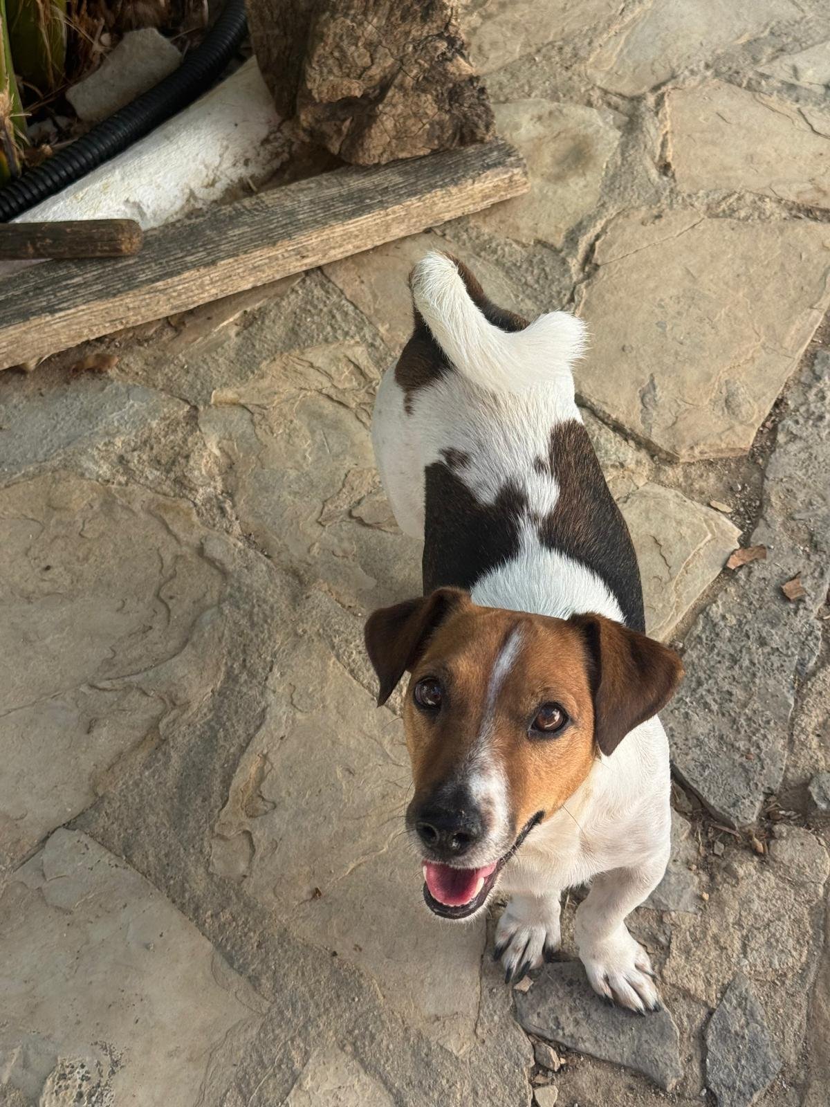 Wendy, Hund aus dem Tierschutz