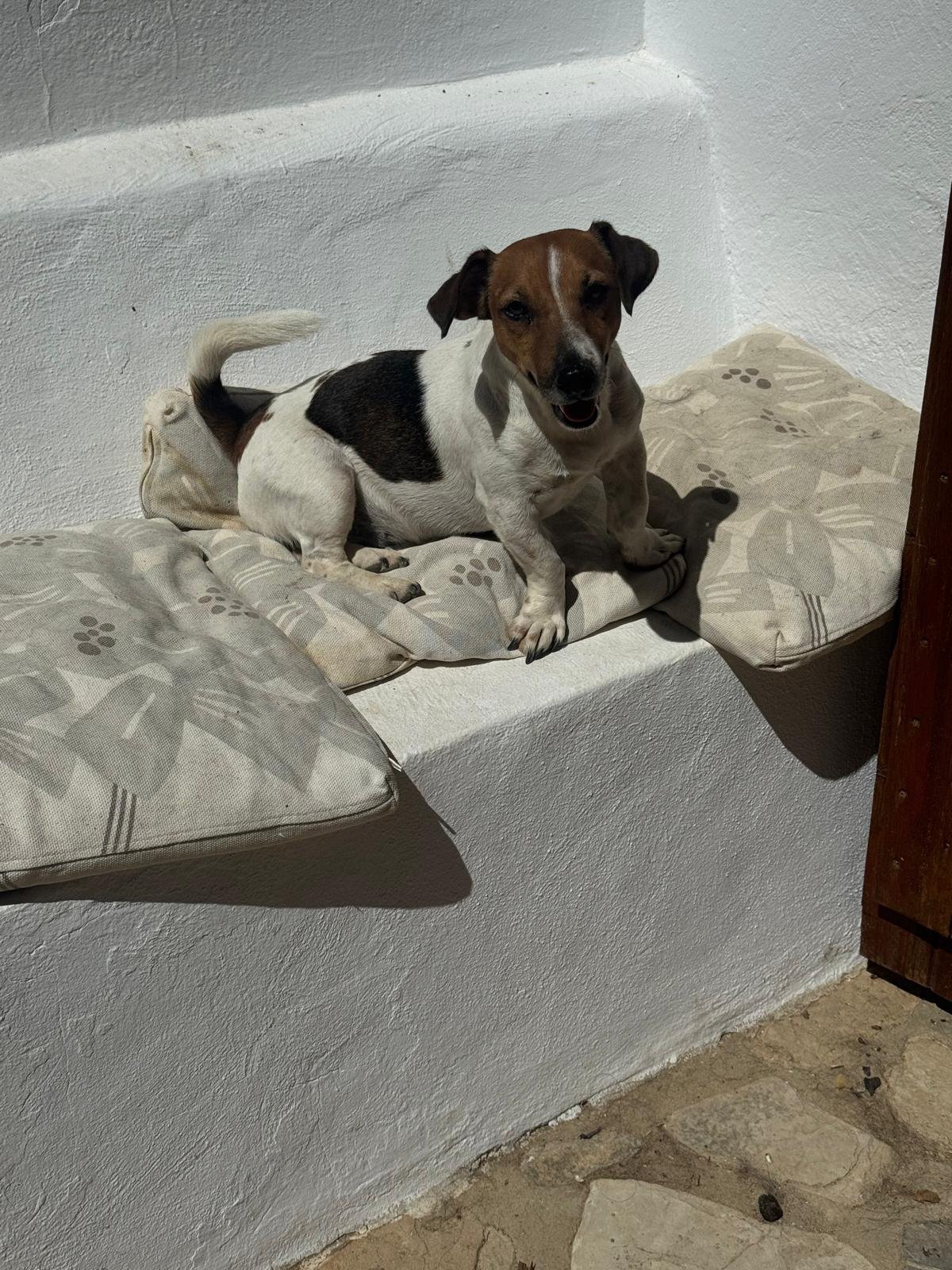 Wendy, Hund aus dem Tierschutz