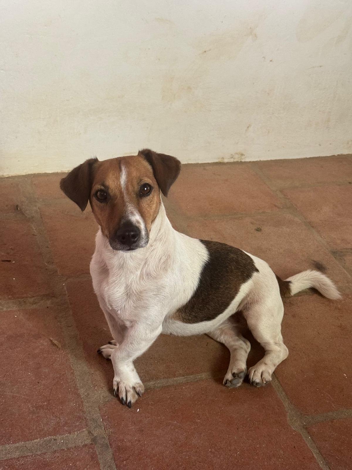 Wendy, Hund aus dem Tierschutz