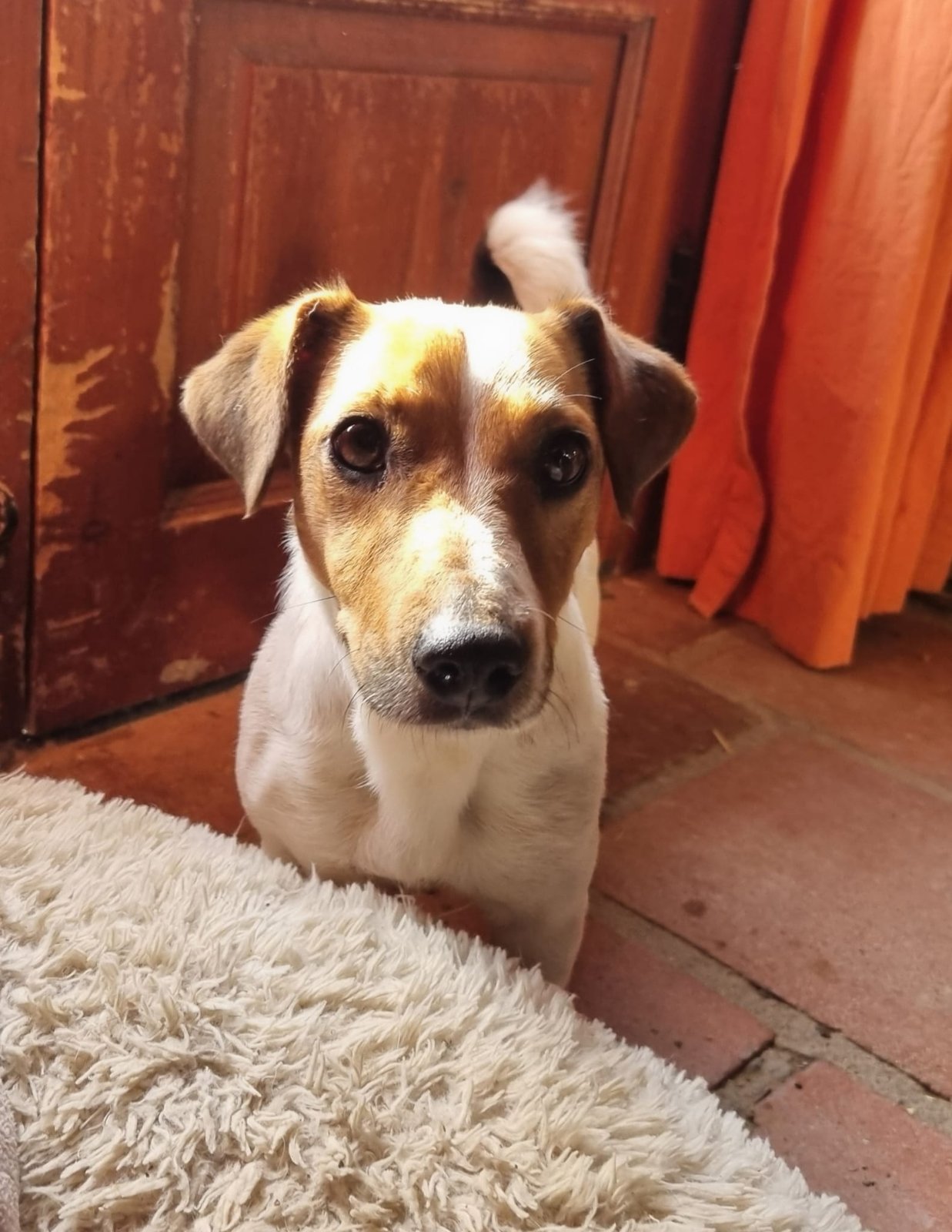 Wendy, Hund aus dem Tierschutz
