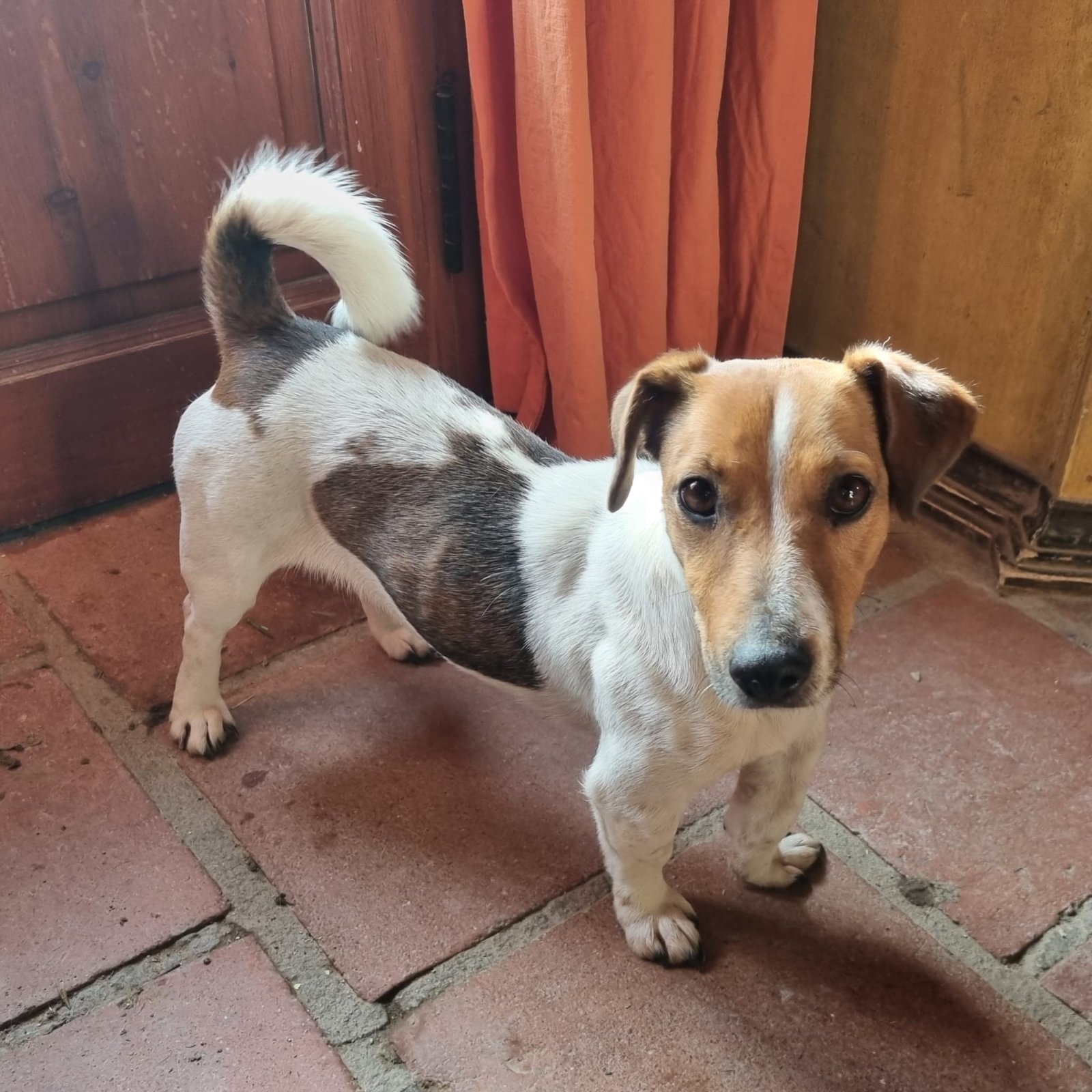 Wendy, Hund aus dem Tierschutz