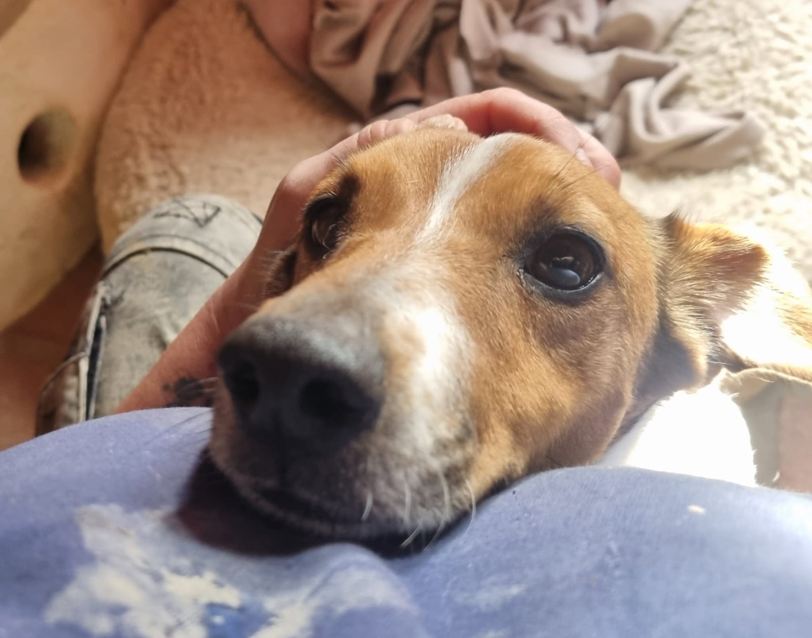 Wendy, Hund aus dem Tierschutz