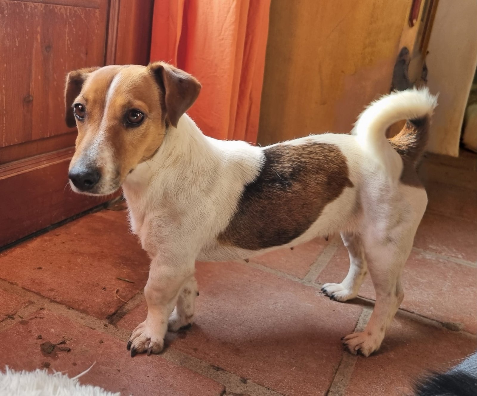 Wendy, Hund aus dem Tierschutz