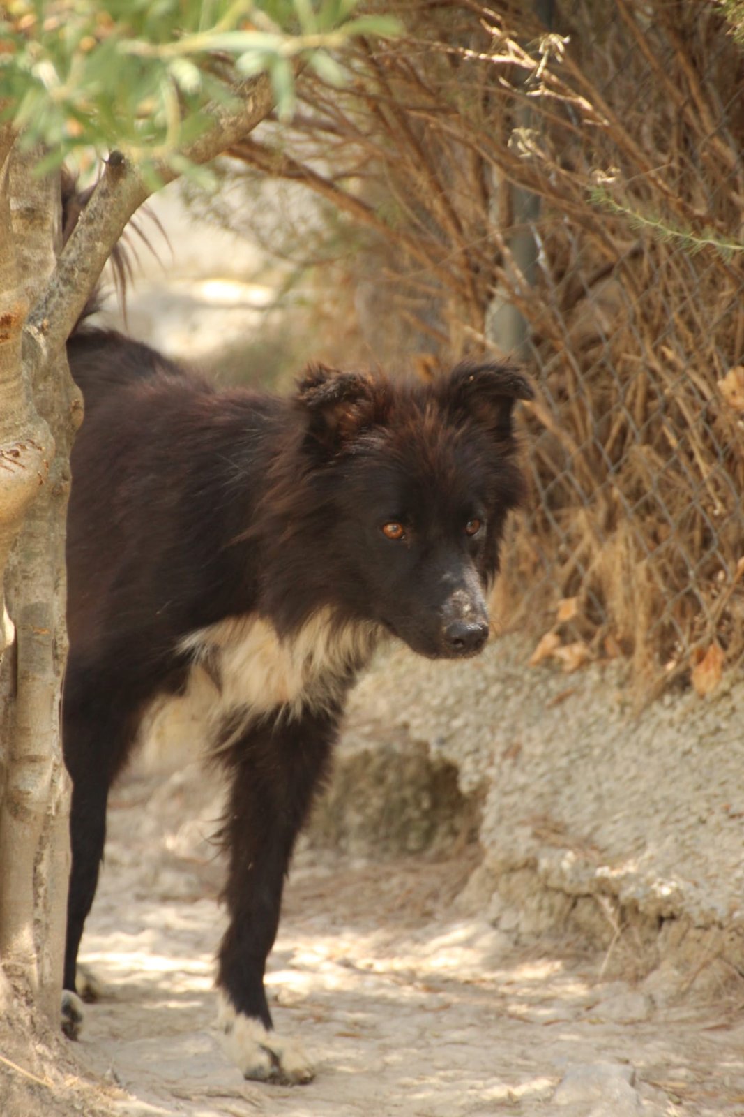 Wolfie, Hund aus dem Tierschutz