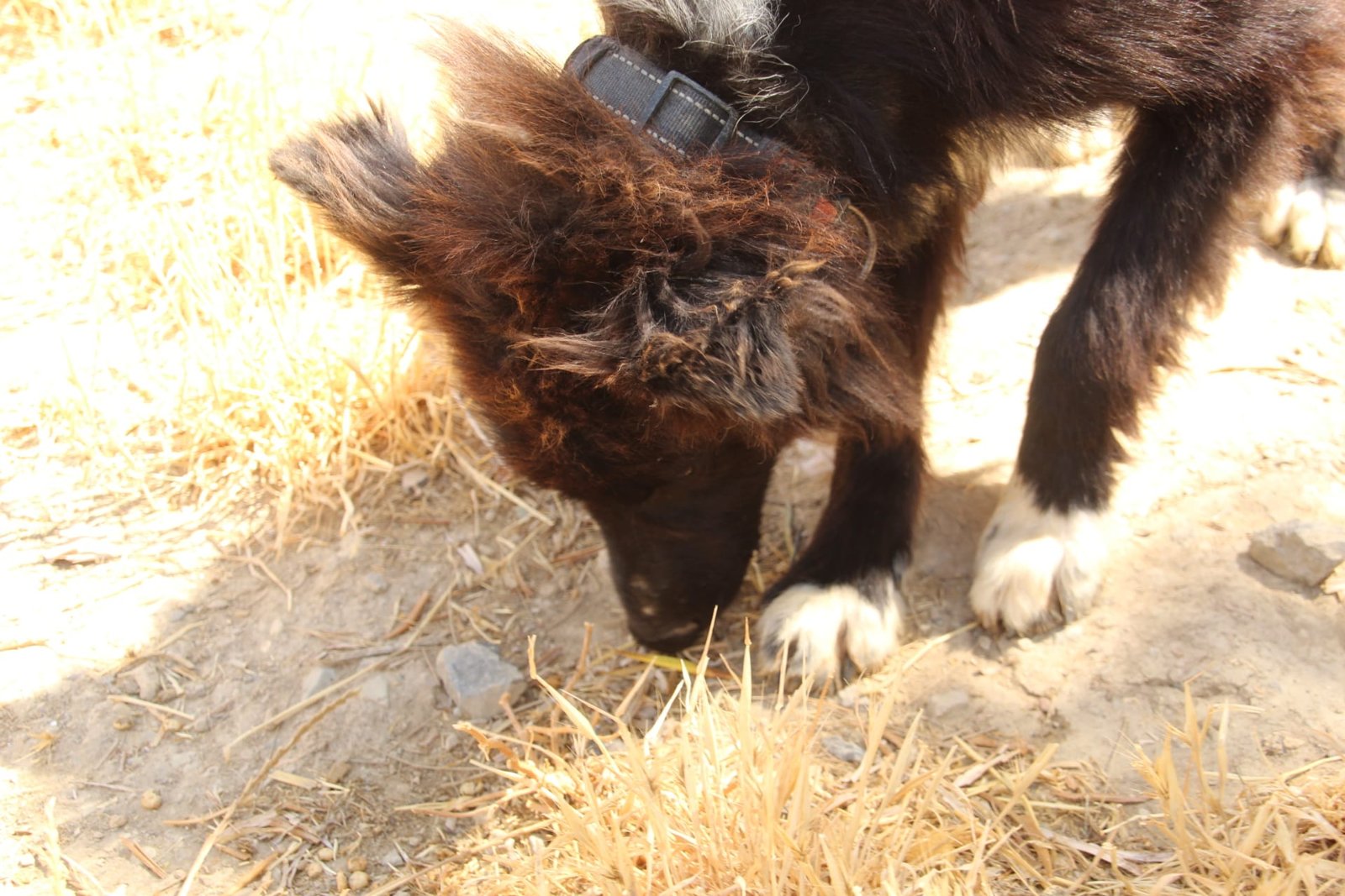 Wolfie, Hund aus dem Tierschutz
