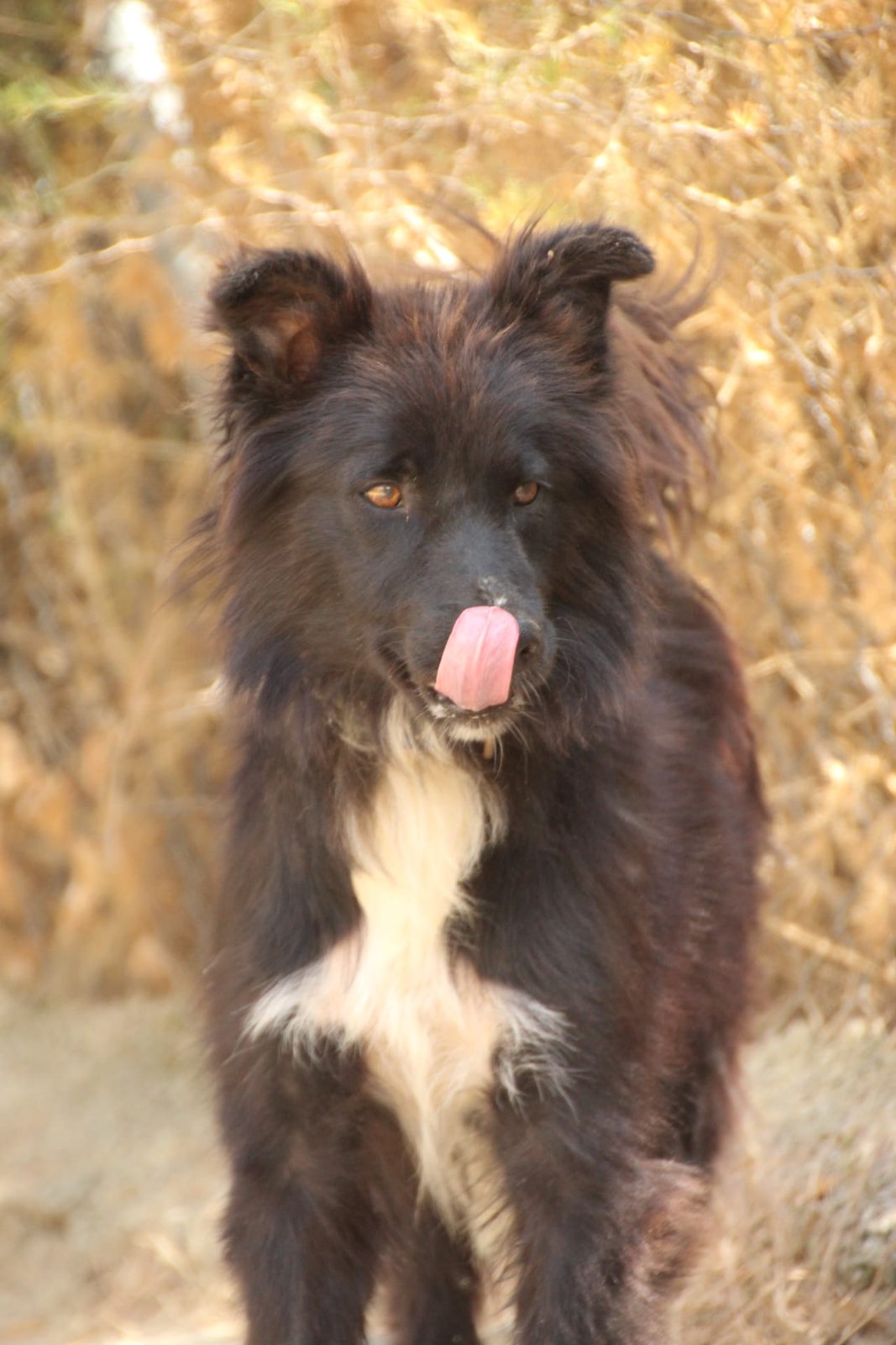 Wolfie, Hund aus dem Tierschutz
