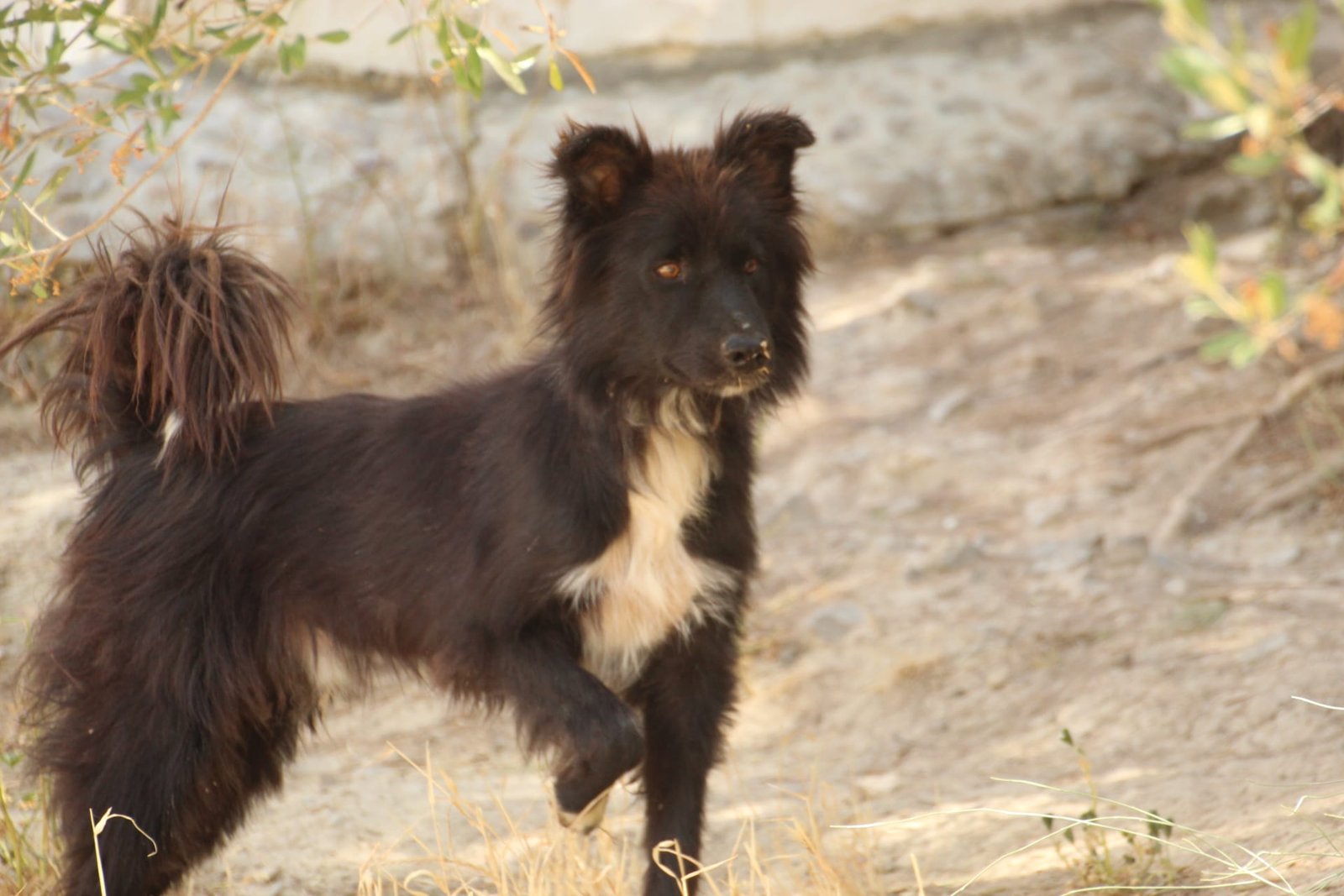 Wolfie, Hund aus dem Tierschutz