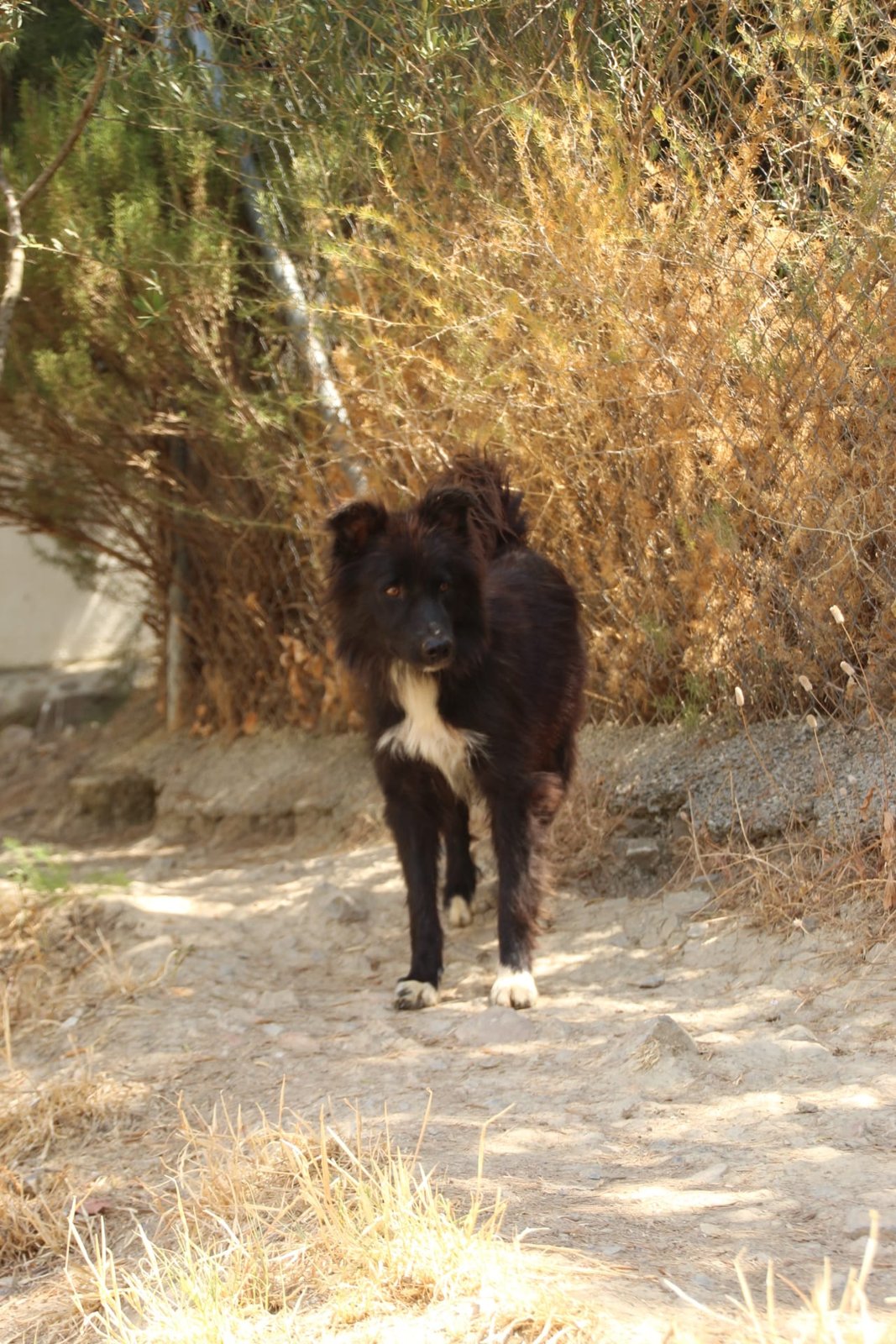 Wolfie, Hund aus dem Tierschutz
