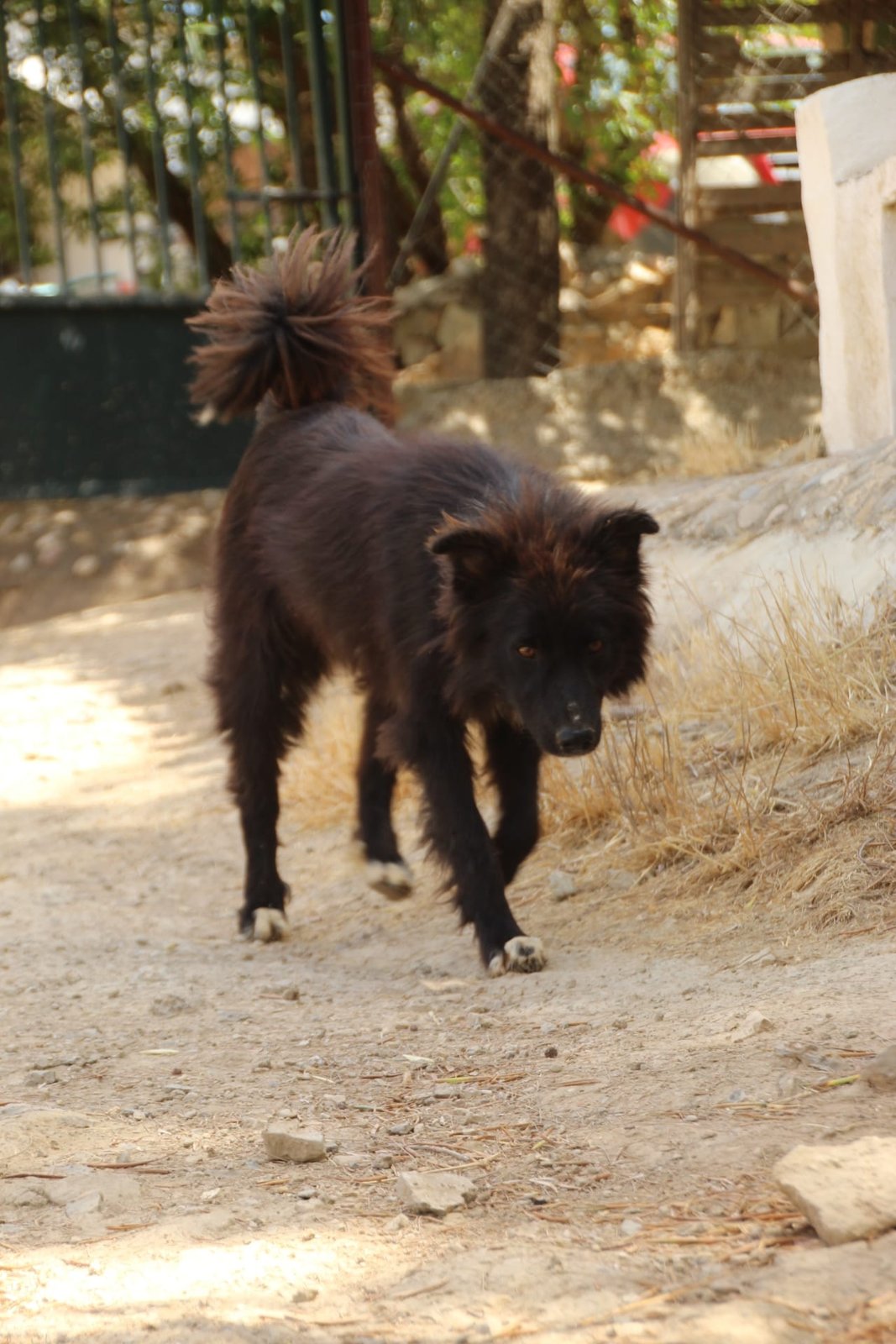 Wolfie, Hund aus dem Tierschutz