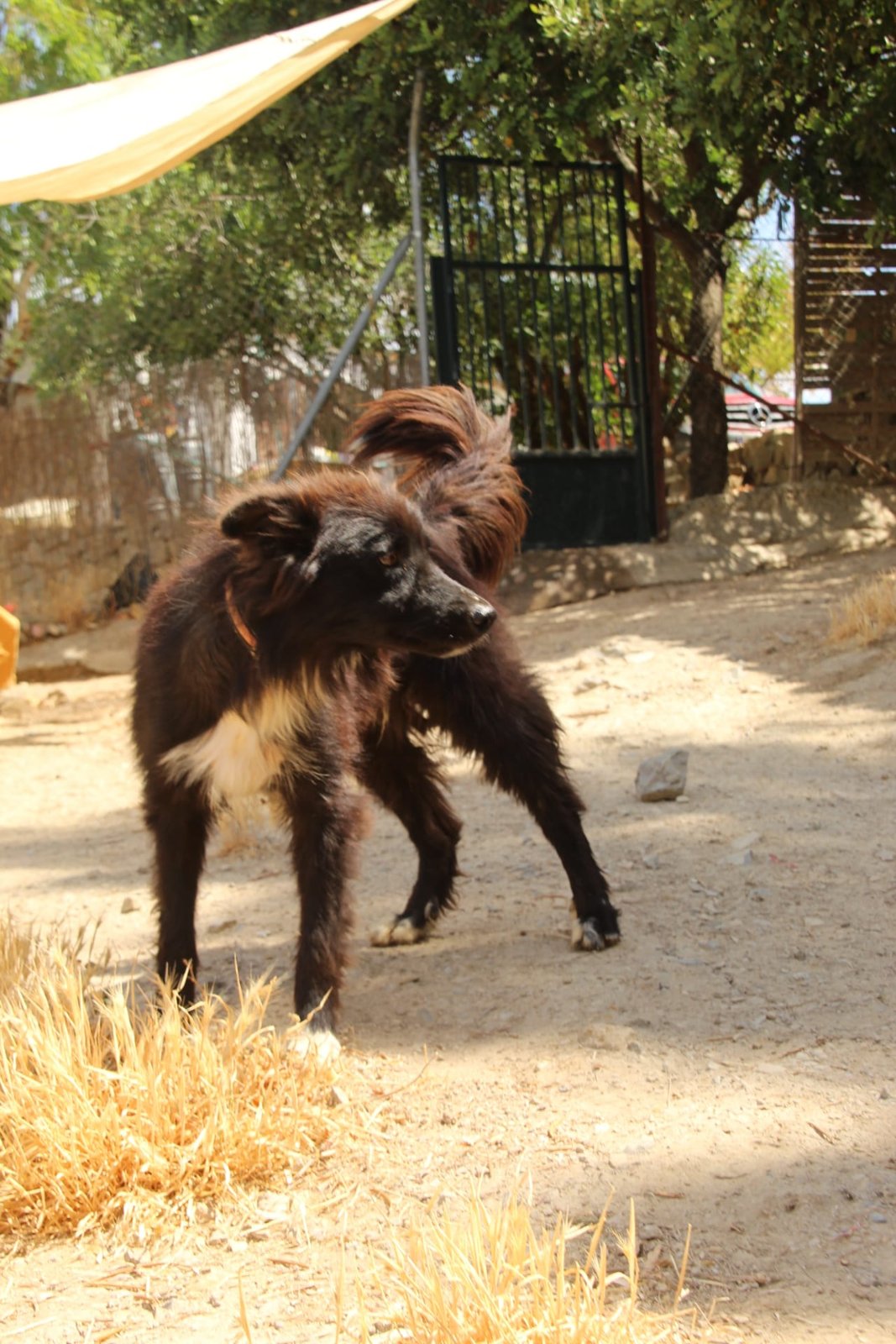 Wolfie, Hund aus dem Tierschutz