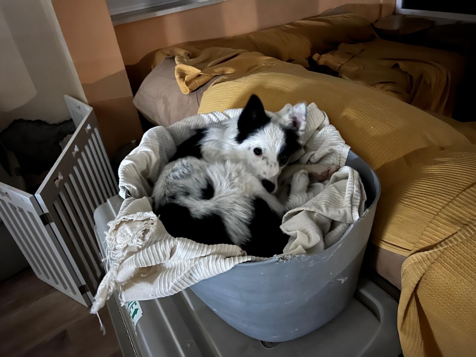 Zape, Hund aus dem Tierschutz