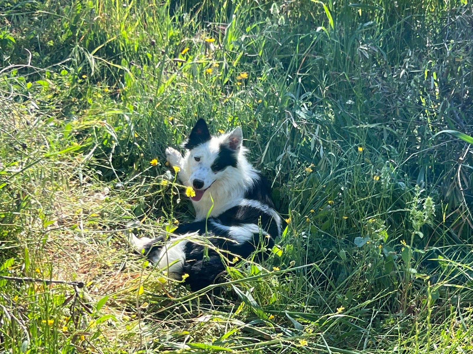 Zape, Hund aus dem Tierschutz
