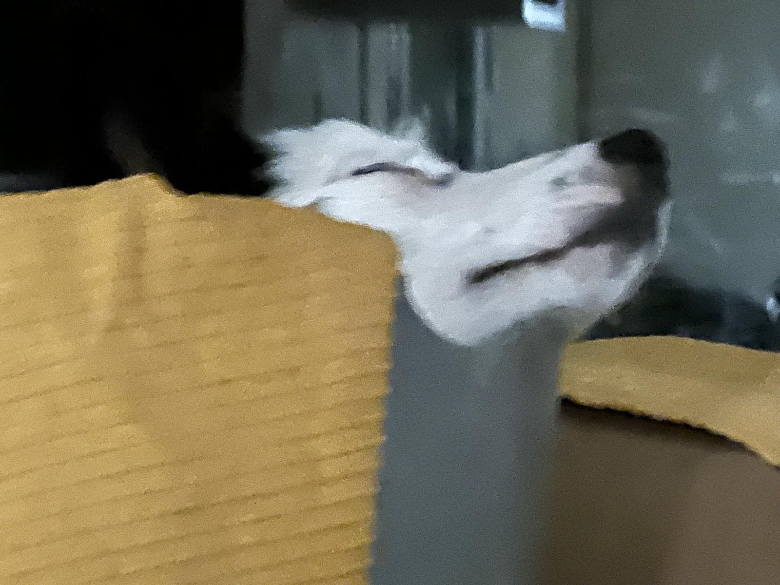 Zape, Hund aus dem Tierschutz