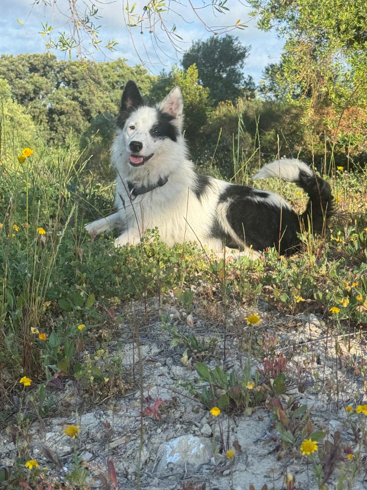Zape, Hund aus dem Tierschutz