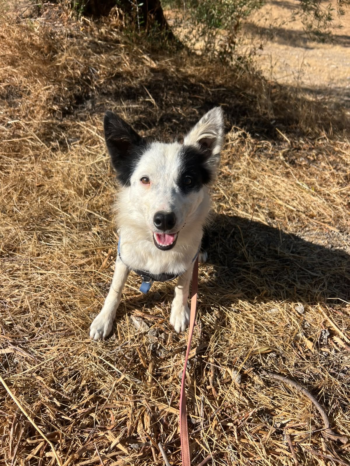 Zape, Hund aus dem Tierschutz