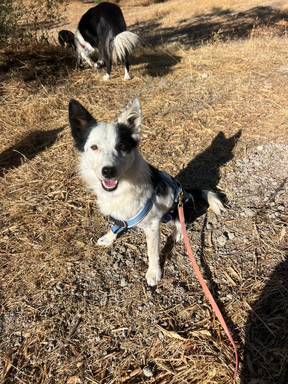 Zape, Hund aus dem Tierschutz
