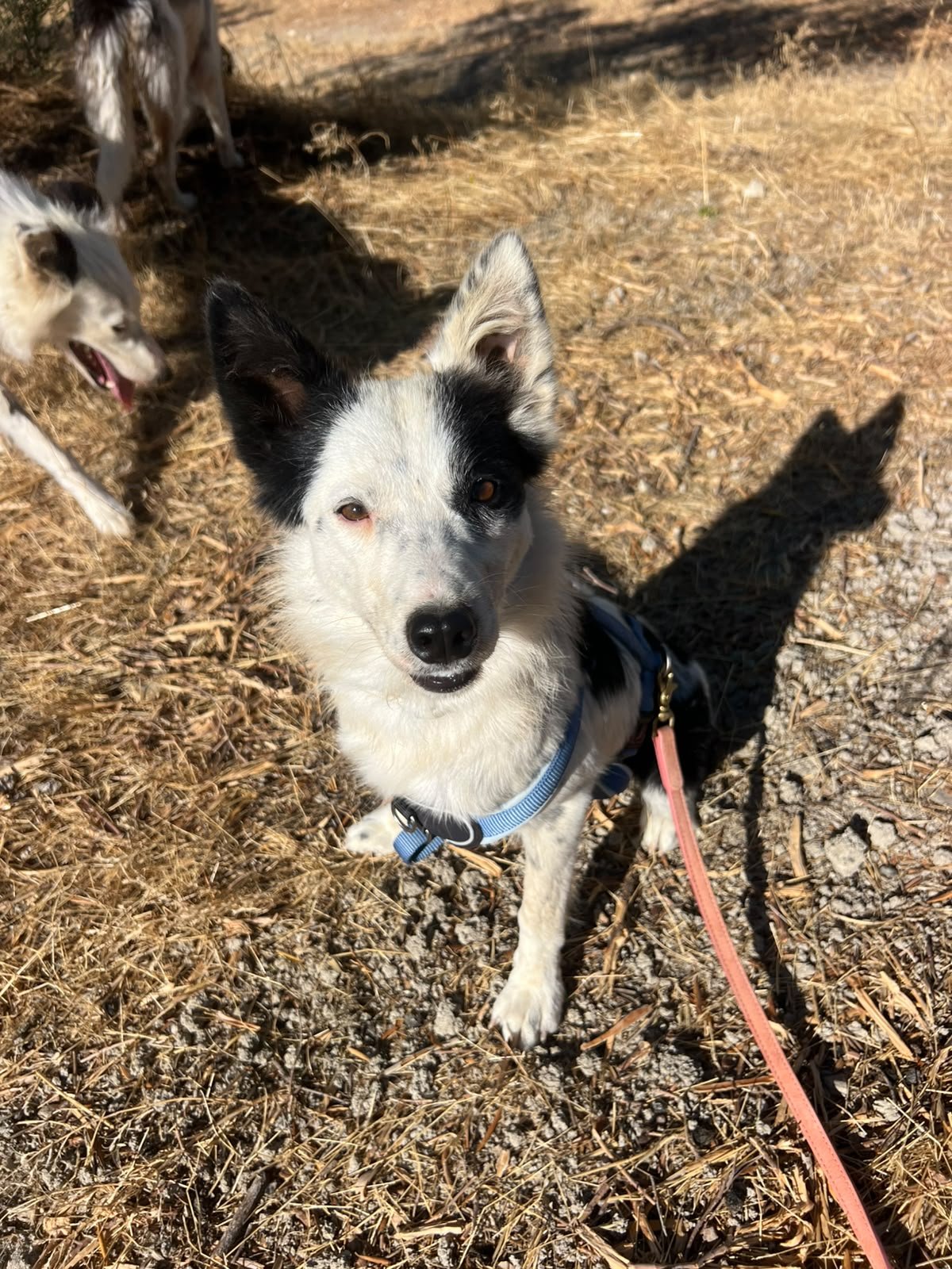 Zape, Hund aus dem Tierschutz