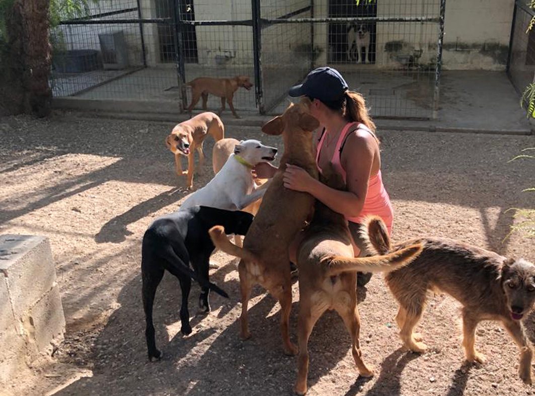 Versorgung der Hunde vor Ort